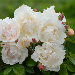 Blanc crèmeux teinté de rose - rosiers noisette